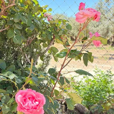 Cortijo Cerro Limon *